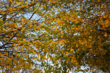 yellow autumn poplar leaves.  against the blue sky