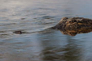 American alligator from eye level with water, Myakka River State Park, Florida