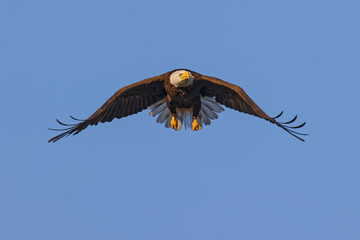 Bald Eagle in flight, Florida