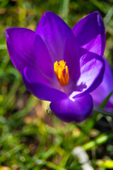 purple crocus flower