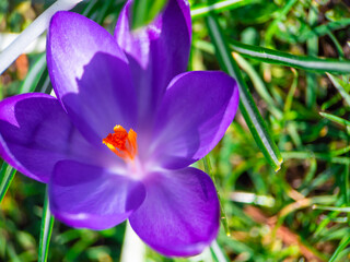 Fototapeta premium purple crocus flowers