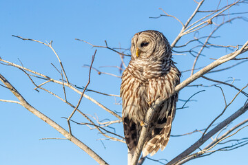 Barred owl in Everglades National Park, Florida, USA