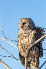 Barred owl in Everglades National Park, Florida, USA