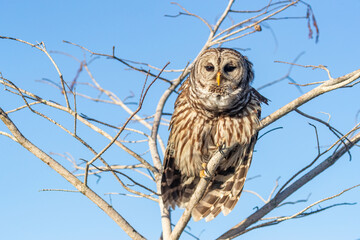 Barred owl in Everglades National Park, Florida, USA