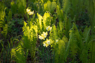 Image of beautiful Narcissus flower and green fern leaves in spring garden