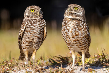 Burrowing owls in Cape Coral, Florida, USA