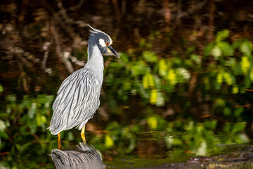 Yellow-crowned night heronat Ding Darling National Wildlife Refuge in Sanibel Island, Florida, USA