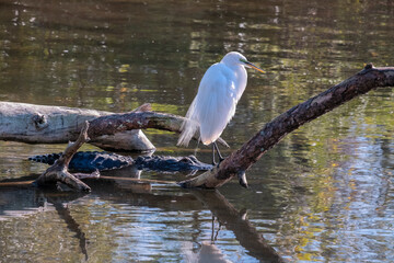 Great Egret and Alligator, Florida