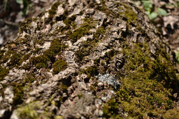 mini photos of flora plants,