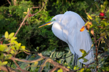 Great Egret, Florida