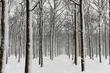 Snowy winter forest and snowfall.