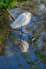 Snowy Egret, Florida