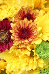 yellow and red chrysanthemum