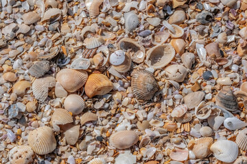 Seashells on the beach, Florida