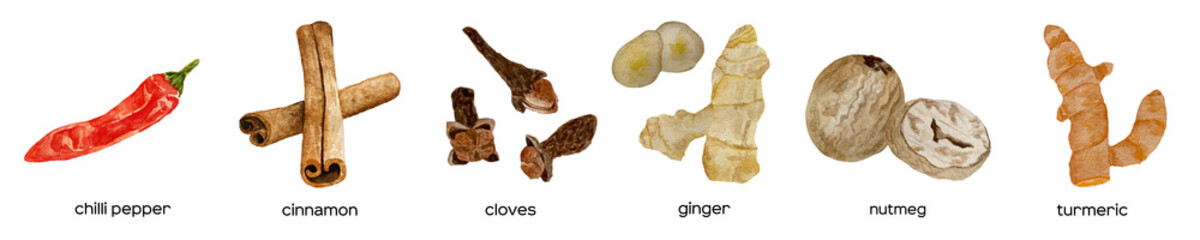 Watercolor fresh kitchen spices: pepper, chili, curcuma, ginger, cardamom, nutmeg