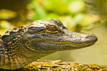 Corkscrew Swamp Sanctuary, Florida, USA. Juvenile American Alligator, about 1 year old, resting on a log.