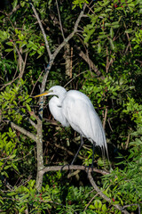 Great Egret, Florida