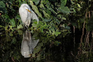 Great Egret, Florida