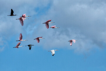 Roseate Spoonbills, White Ibis, Glossy Ibis