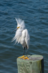 Snowy Egret, Florida