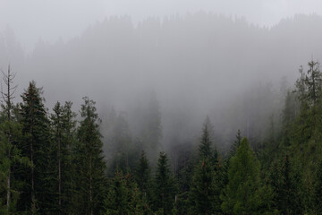 Coniferous forest in dense fog. Foggy pine forest