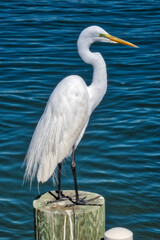 Great Egret, Florida