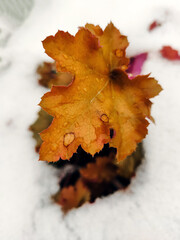 snow fell on the leaves of the plant