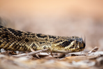 An eastern diamondback rattlesnake is venomous and becoming increasingly rare.