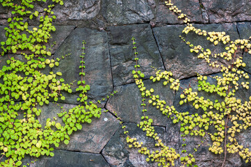 Hydrangea (Hydrangea petiolaris) climbing on old stone wall