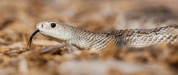 A Florida pine snake, smelling with its tongue.