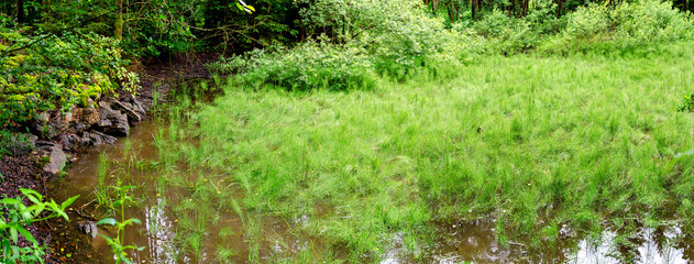 Obraz premium swamp area in a forest overgrown by water horsetails in the region 