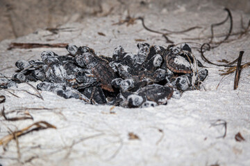 Hatchling loggerhead sea turtles instinctively boil out from the egg chamber and head for the ocean.