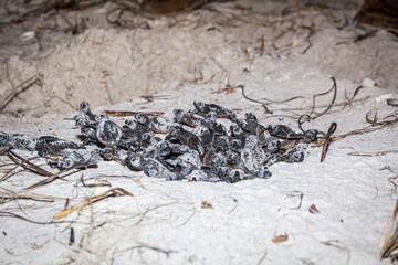 Hatchling loggerhead sea turtles instinctively boil out from the egg chamber and head for the ocean.