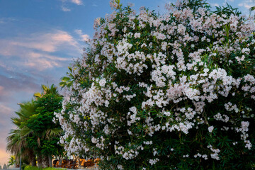 most commonly known as oleander or nerium, is a shrub or small tree cultivated worldwide in...