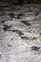 Hatchling loggerhead sea turtles instinctively exit egg chamber and head for the ocean.