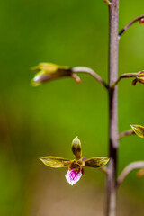 The exotic Chinese Crown Orchid invades habitat in south Florida.