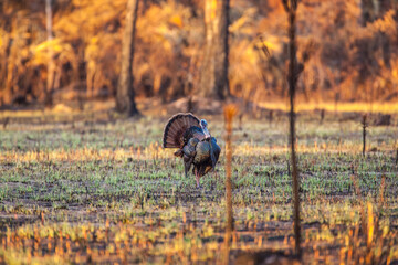A turkey gobbler (male) struts for the attention of hens, just 4 days after a wildfire destroyed...