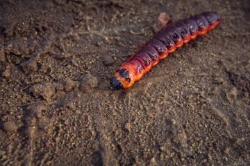 Cossus cossus the red catepillar of goat moth