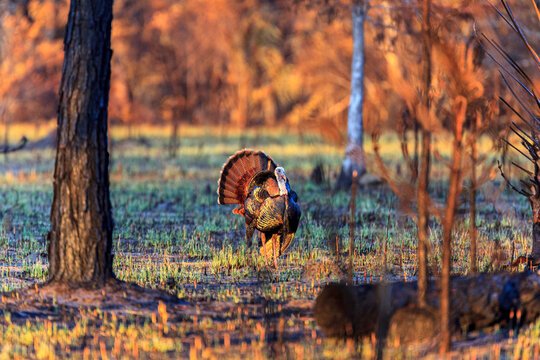 A turkey gobbler (male) struts for the attention of hens, just 4 days after a wildfire destroyed their nests.