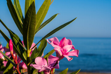 most commonly known as oleander or nerium, is a shrub or small tree cultivated worldwide in...
