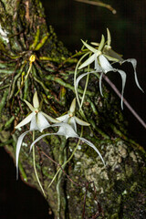 The endangered epiphytic ghost orchid.