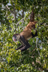 A spider monkey poses from a tree at a local zoo.