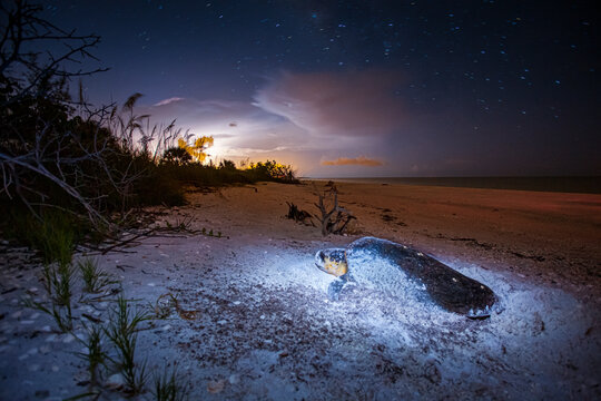 A Nesting Loggerhead Sea Turtle Covers It's Eggs While A Thunder Storm Pounds Marco Island, Florida.