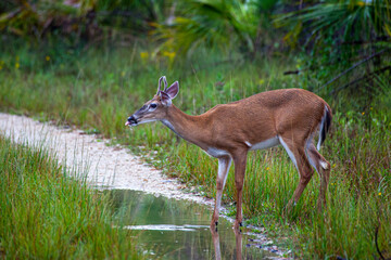 A white-tailed deer sips water from a puddle in south Florida. © Danita Delimont