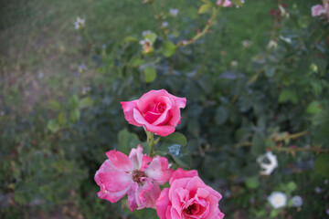 pink rose at the garden. Selective Focus Flowers	