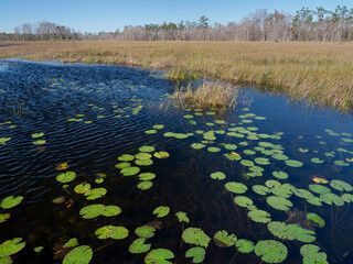 Lily pads in Grassy Waters Preserve, a part of the everglades near West Palm Beach, Florida.
