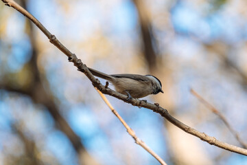 great woodpecker on branch