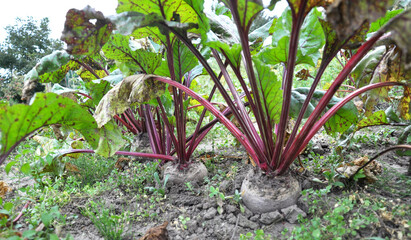 Red beet in the open ground