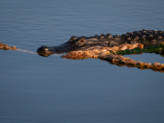 Alligator, Wakodahatchee Wetlands, Florida