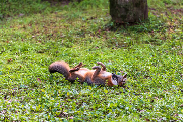Gray fox scratching his back on the grass
